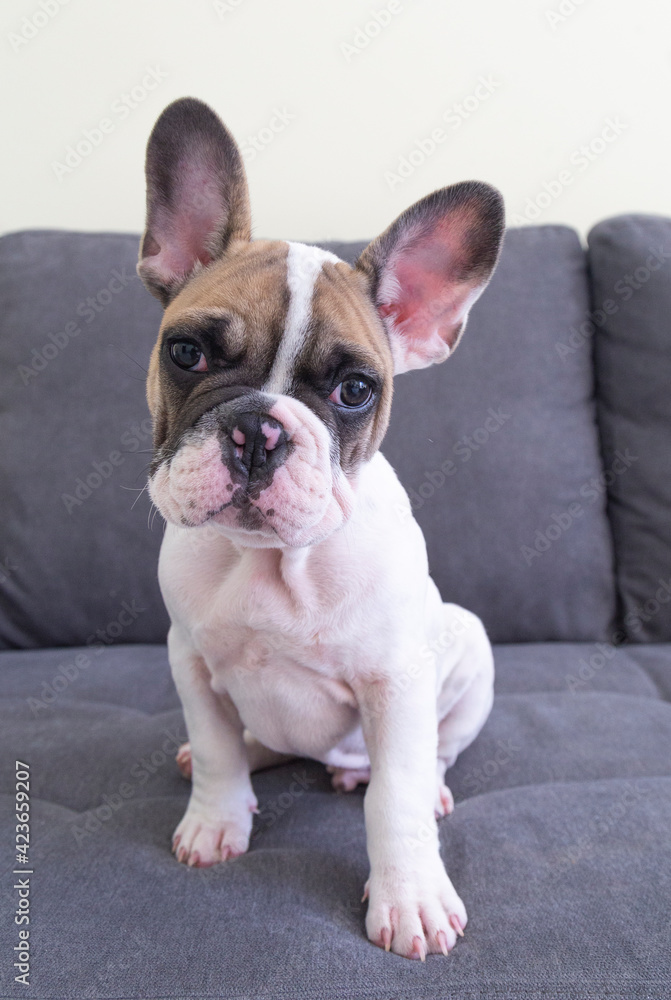 Brown and white funny cute French bulldog with big ears and brown eyes lying sitting on the clean grey sofa, looking in the camera. Beautiful home animal breed, raising dogs. Сopy paste place for text Brown and white funny cute French bulldog with big ears and brown eyes lying sitting on the clean grey sofa, looking in the camera. Beautiful home animal breed, raising dogs. Сopy paste place for text