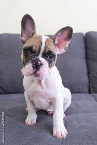 Brown and white funny cute French bulldog with big ears and brown eyes lying sitting on the clean grey sofa, looking in the camera. Beautiful home animal breed, raising dogs. Сopy paste place for text © Valeriia