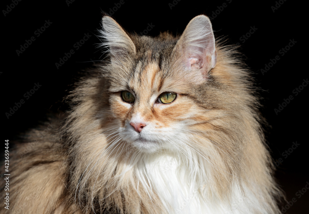 A portrait of a norwegian forest cat on a sunny day