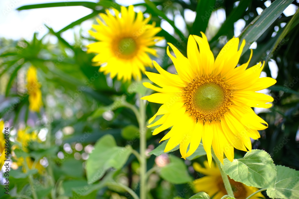Beautiful nature sun flower in nature garden. Beautiful nature sun flower in nature garden.