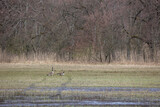 Two canadian geese at a wet meadow at a natural reserve called Mönchbruch in Hesse, Germany.