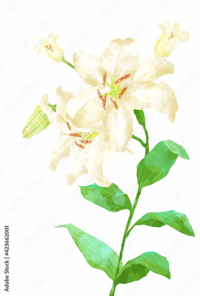 Obraz premium 優しいタッチのカサブランカのイラスト