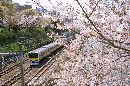 Canvas Print Train on railway and cherry blossoms in spring, Tokyo, Japan　春の東京 電車（JR総武線）と桜の花