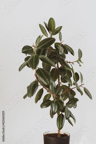White wall and green plant at home interior