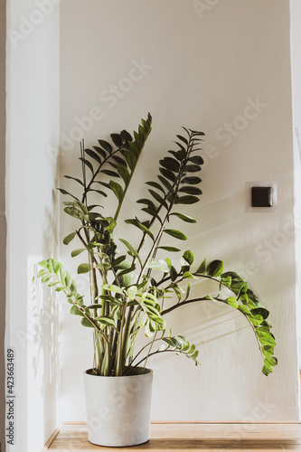 White wall and green plant at home interior