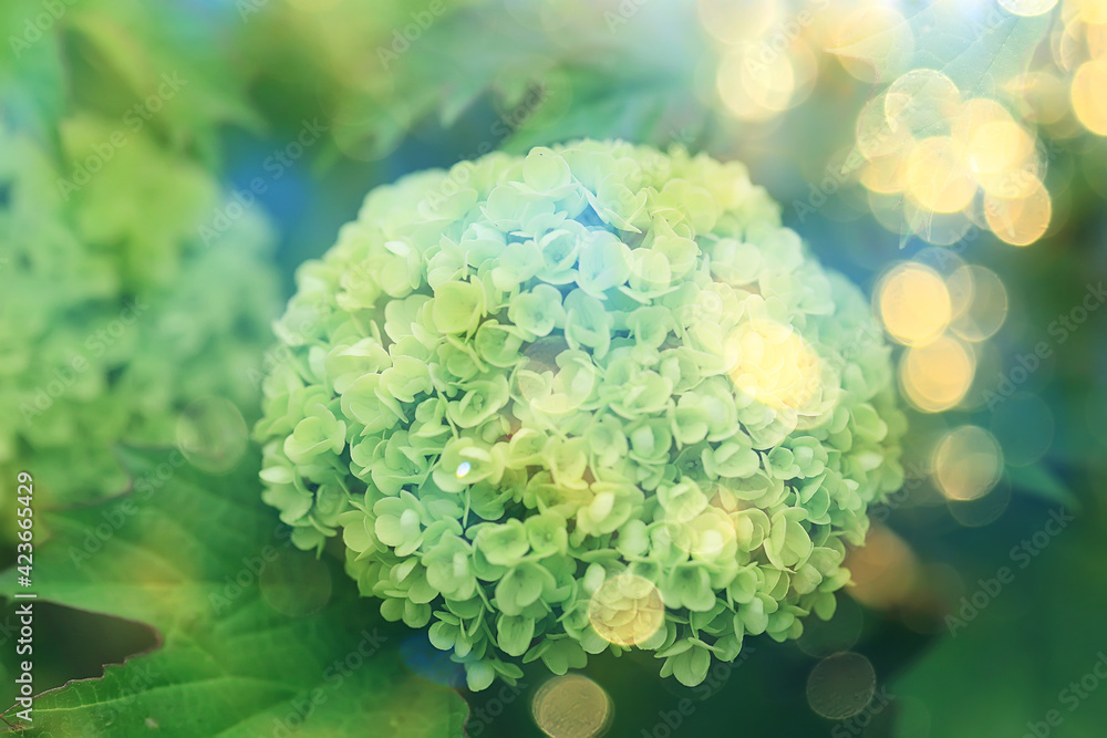 viburnum buldenezh, round white and green flowers, spring blooming background abstract viburnum buldenezh, round white and green flowers, spring blooming background abstract