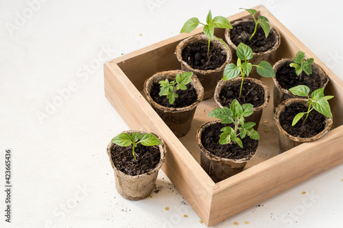 Wooden box with young seedlings of pepper and tomatoes on a light background with copy space. Selective focus.