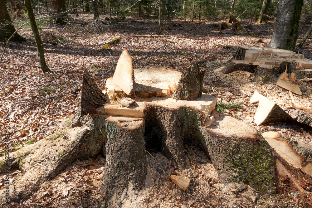 Fototapeta premium large sawed off tree trunk with logs