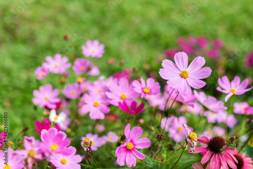 Pink cosmos flower (Cosmos Bipinnatus) with blurred background