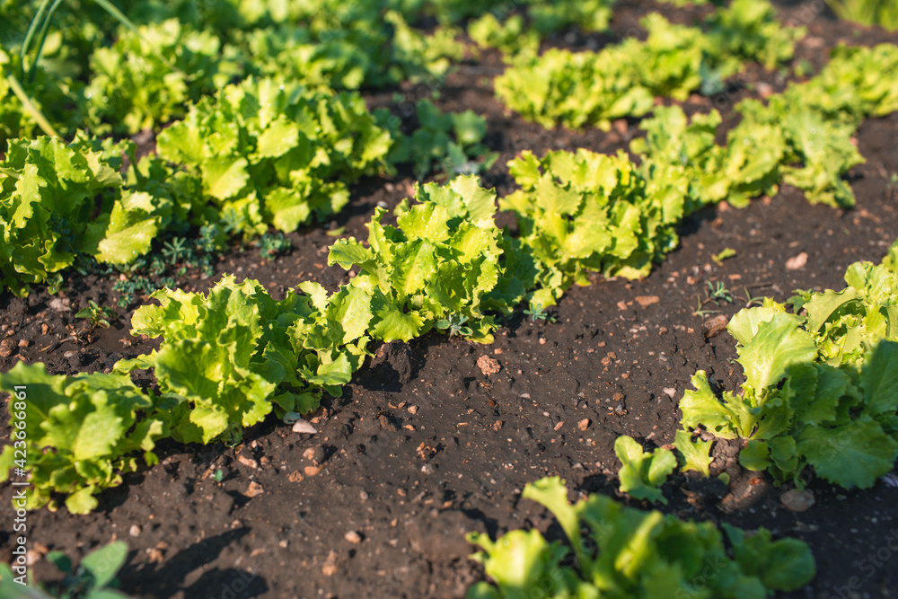 Growing lettuce leaf plantation in the vegetable garden. Rows on the field. Agriculture. Growing plants. Eco earth concept. Growing lettuce leaf plantation in the vegetable garden. Rows on the field. Agriculture. Growing plants. Eco earth concept.