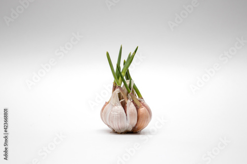 Sprouted head of garlic isolated on white background