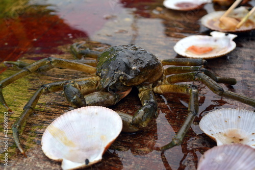 Freshly caught from the waters of the Atlantic Ocean sea shellfish  photo