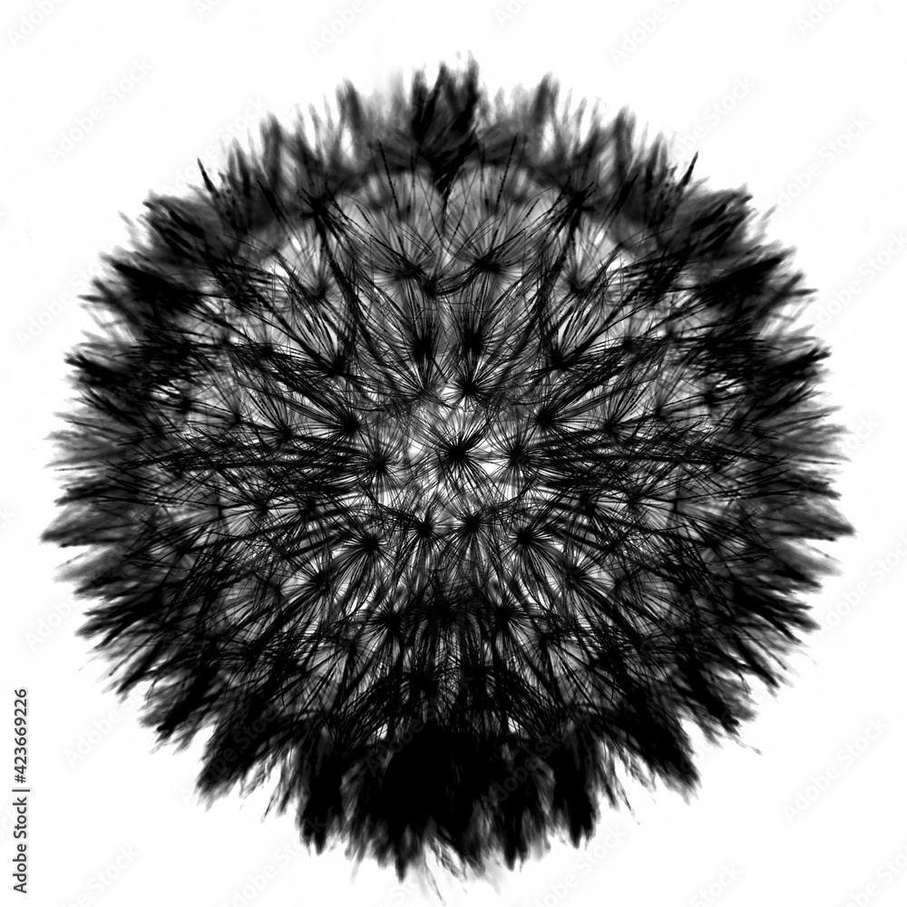 Fluffy dandelion black and white brush making flower isolated on background macro Fluffy dandelion black and white brush making flower isolated on background macro