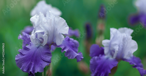 Beautiful purple iris flowers grow in the garden.