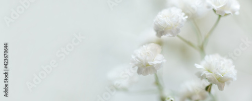 White flowers of the gypsophila. Gentle spring background.