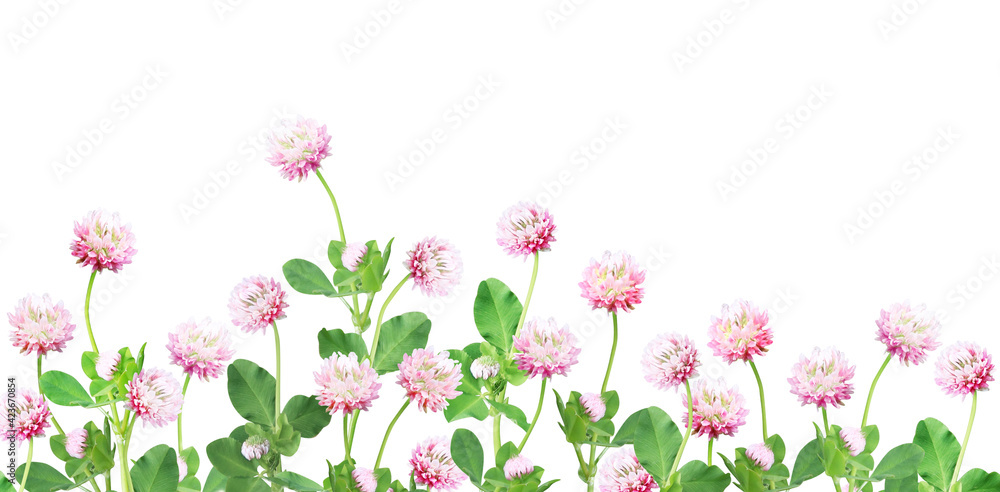 Wild red clover (Trifolium pratense). Isolated on white background Wild red clover (Trifolium pratense). Isolated on white background