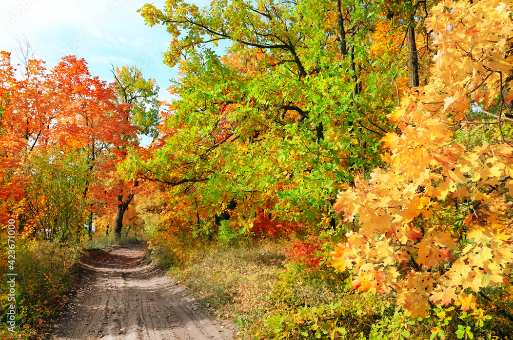 Naklejka premium Road in autumn forest