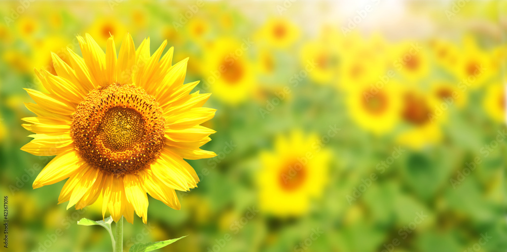 Sunflowers on blurred sunny background Sunflowers on blurred sunny background