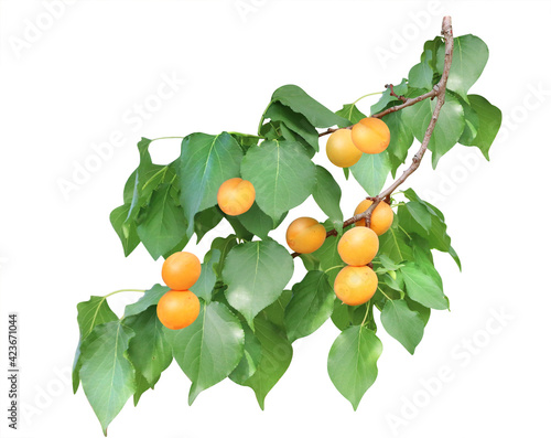 Apricot tree branch with green leaves and  ripe fruits