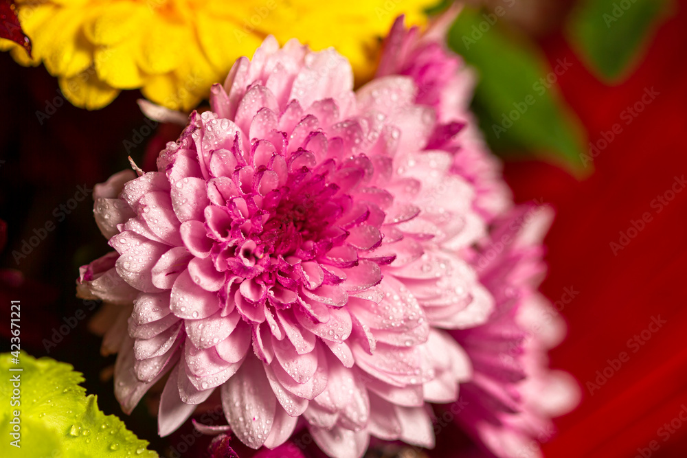 Beautiful purple chrysanthemum close-up with dew drops. Macro photography.
Beautiful purple chrysanthemum close-up with dew drops. Macro photography.