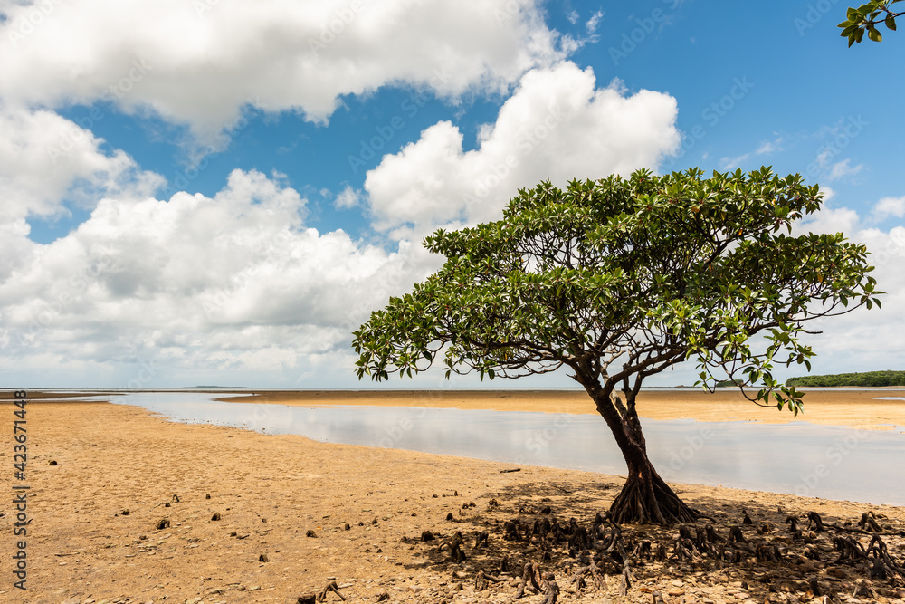 An isolated mangrove tree with their aerial roots appearing on sand, river flowing to the sea, white clouds on a blue sky. Typical tropical scene. Iriomote Island. An isolated mangrove tree with their aerial roots appearing on sand, river flowing to the sea, white clouds on a blue sky. Typical tropical scene. Iriomote Island.