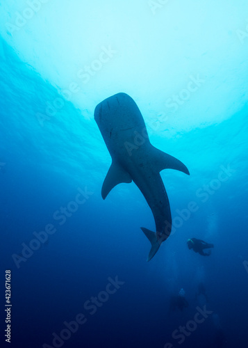 Obraz na plátne Whale shark (Rhincodon typus) and diver silhouette at Wolf Island of Galapagos