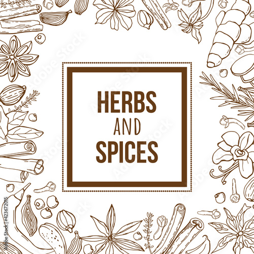 Hand-drawing background with organic and natural sketch herbs and spices.	