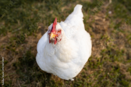 portrait of white broiler chicken (Gallus gallus domesticus) full body looking at the camera, free range chicken on chicken farm