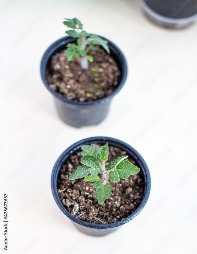 Close-up of seedlings of green small thin leaves of a tomato plant in a container growing indoors in the soil in spring. Seedlings on the windowsill Close-up of seedlings of green small thin leaves of a tomato plant in a container growing indoors in the soil in spring. Seedlings on the windowsill