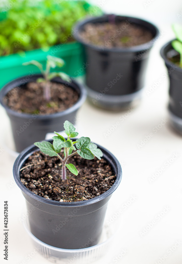 Close-up of seedlings of green small thin leaves of a tomato plant in a container growing indoors in the soil in spring. Seedlings on the windowsill Close-up of seedlings of green small thin leaves of a tomato plant in a container growing indoors in the soil in spring. Seedlings on the windowsill