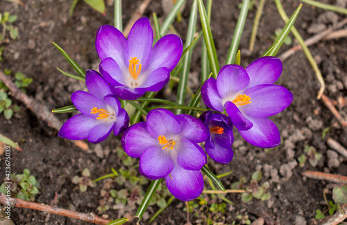 Purple or violet young crocuses flowers growing in spring garden on sunny day. Many small croci flowers with yellow stamens in the fresh green grass.