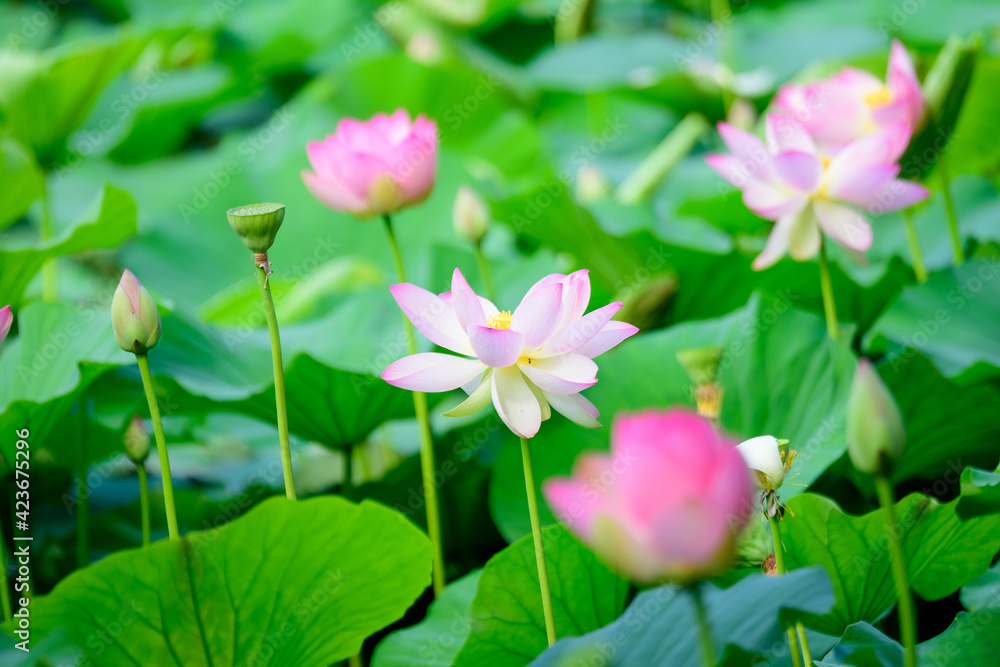 Delicate vivid pink and white water lily flowers (Nymphaeaceae) in full bloom and green leaves on a water surface in a summer garden, beautiful outdoor floral background photographed with soft focus.