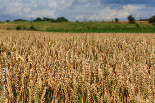 Large grain field in summer