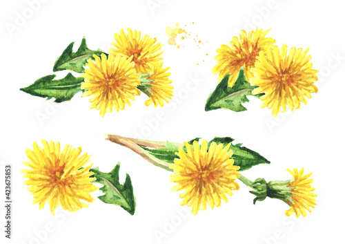 Wild medical plant dandelion flowers set, Watercolor hand drawn illustration isolated on white background