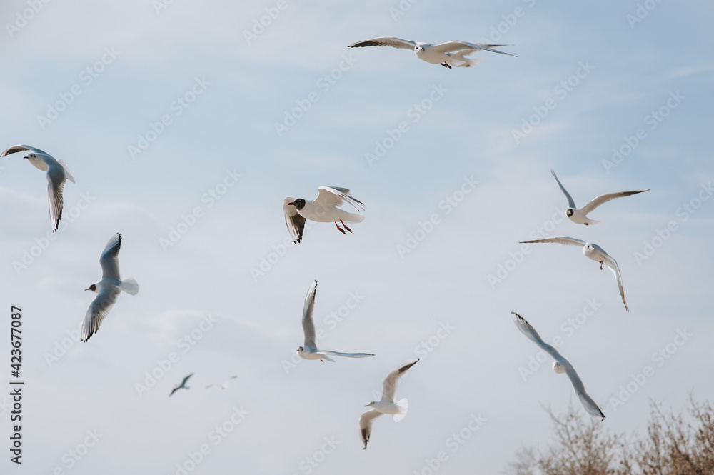 Many large, beautiful white sea gulls fly against the blue sky, soaring above the clouds and the ocean, spreading their long wings in the daytime. Spring photography of a bird.