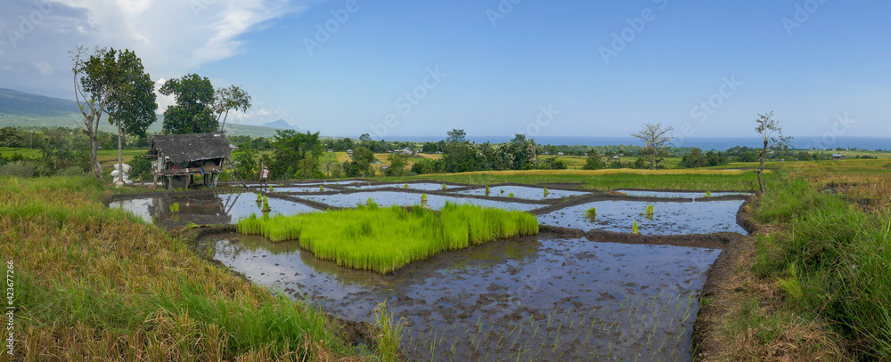 Colorful panorama on rice fields with sea and volcano in background, Manggarai regency, Flores island, East Nusa Tenggara, Indonesia