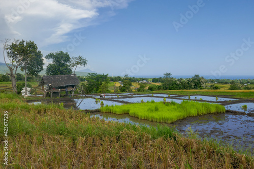 Beautiful tropical landscape view on rice fields and hut with ocean and volcano in background, Manggarai regency, Flores island, East Nusa Tenggara, Indonesia photo