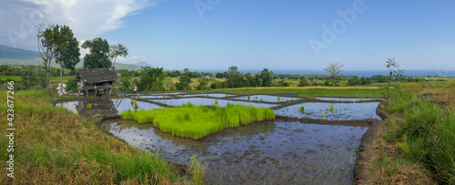 Colorful panorama on rice fields with sea and volcano in background, Manggarai regency, Flores island, East Nusa Tenggara, Indonesia photo
