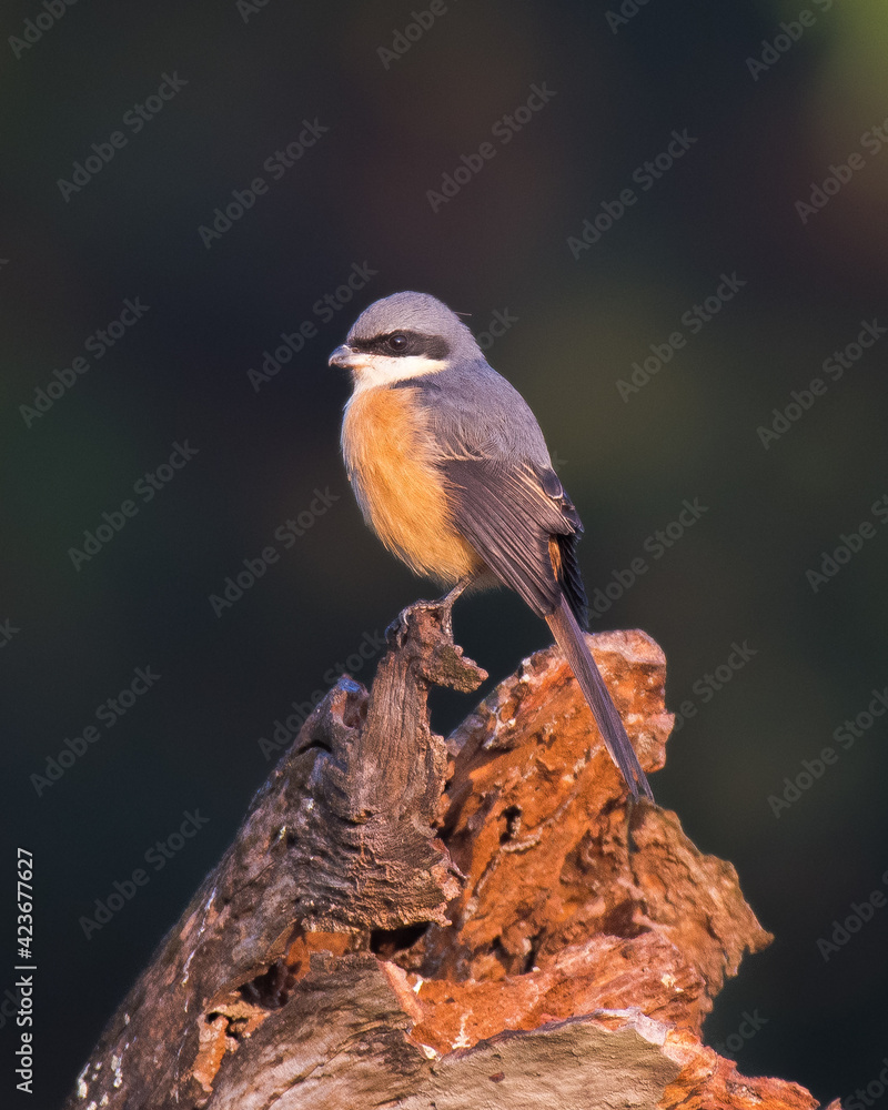 Fototapeta premium Grey-backed Shrike