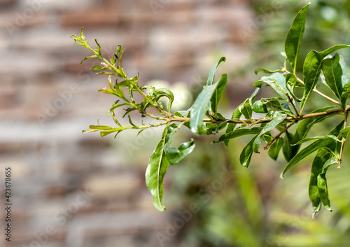 Pomegranate tree branch close up