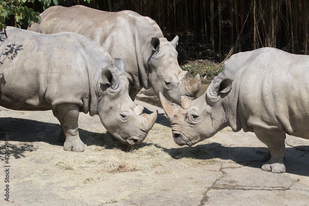 Naklejka premium 台湾