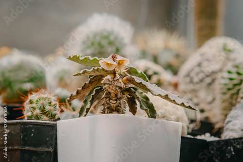 Cactus flowers, Euphorbia decaryi with flower is blooming on pot, Succulent, Cacti, Cactaceae, Tree, Drought tolerant plant. photo