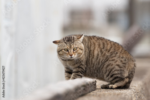 Fototapeta Naklejka Na Ścianę i Meble -  警戒する猫　キジトラ猫