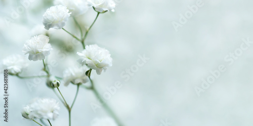 White flowers of the gypsophila. Gentle spring background. Soft focus.