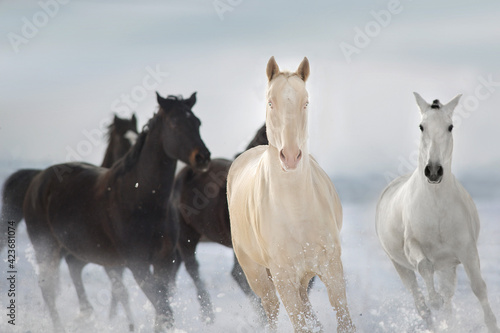 Horse herd run gallop  in winter field