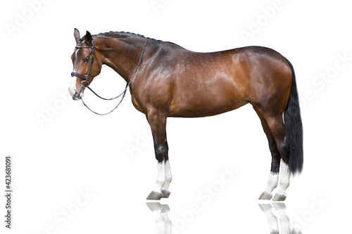 Bay horse standing isolated on white background