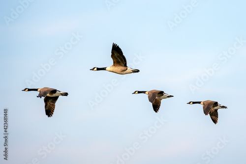 Canada Goose (Branta canadensis)  in flight. Gelderland in the Netherlands.
