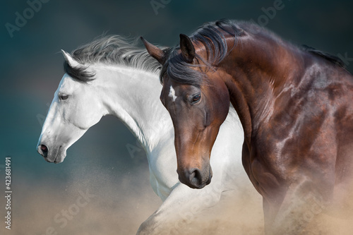 Two horse with long mane in motion against dark background