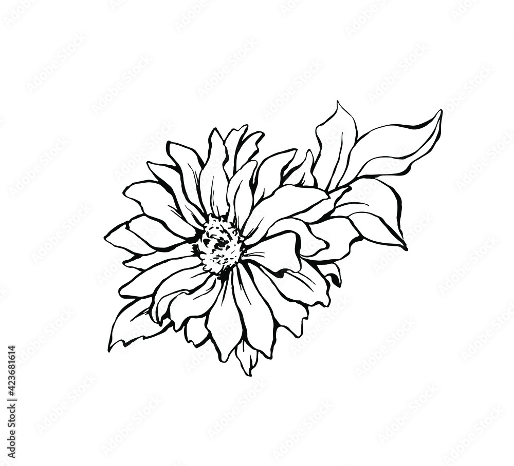 Daisy flower handdrawn ink illustration isolated Daisy flower handdrawn ink illustration isolated