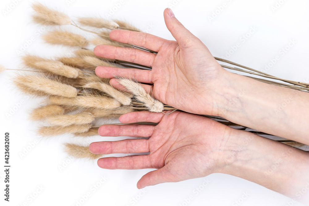 Fototapeta premium Wheat ears with hands